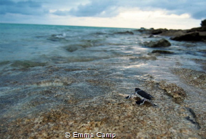 This baby turtle was less than 5 minutes when they made i... by Emma Camp 